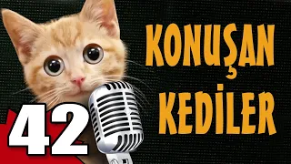 Konuşan Kediler 42 - En Komik Kedi Videoları