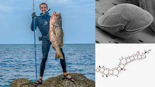 Ciguatera Fish Poisoning Simplified & Explained