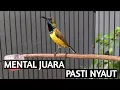 Download Lagu Mental juara pasti nyaut, pancingan sogon biar tau sogon prestasi atau bukan