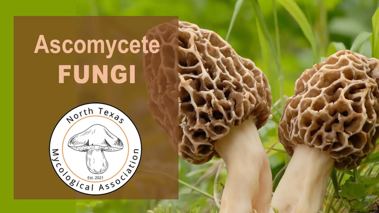 For the Love of Ascomycetes by Michael Beug