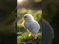 Baby Chicks Chirping 🐥 ASMR  🐣