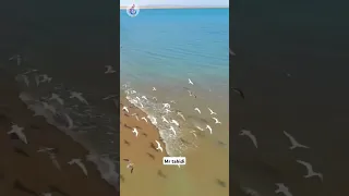 آهنگ زیبای بلوچی گنوکے دل مے لوٹے ترارا در بندر چابهار ایران بلوچی آهنگ ترند 2024 آهنگهای جدید  آهنگ زیبای بلوچی گنوکے دل مے لوٹے ترارا در بندر چابهار ایران بلوچی آهنگ ترند 2024 آهنگهای جدید