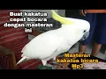 Download Lagu masteran kakatua bicara asalamualaikum Mp3
