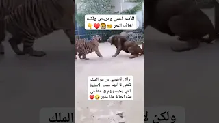  شاهد الأسد أعمى ومريض لكنه أخاف النمر هذا هو  ملك الغابة  عالم غريب          دندنها