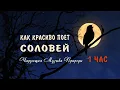 Lagu Как красиво поет соловей ночью в лесу слушать 1 ЧАС 🌿 Божественно! Чарующие звуки природы для души!