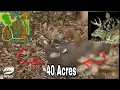 How To Design A 40 Acre Deer Hunting Parcel
