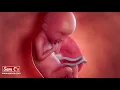 What does my baby look like at 18 weeks pregnant - Pregnancy Week By Week