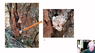 Sap vs resin