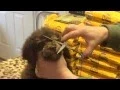 How we trim our schnoodles faces to cut down the tearing Yes you can do it