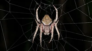 كيف يصنع العنكبوت بيته 