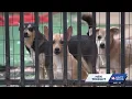 Pitbull puppies rescued from box after being abandoned for days