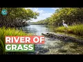 Everglades Ecosystem Explained Wetlands of Florida