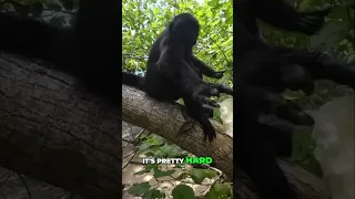 Adorable Spider Monkey Jessica’s Forest Feast: Linton Bay Panama!