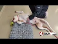 This adoptable Ohio dog wants to be your Netflix buddy
