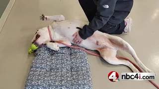 This adoptable Ohio dog wants to be your Netflix buddy
