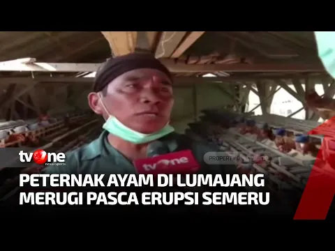 Peternak Ayam di Lumajang Merugi Pasca Erupsi Semeru, Peternak: Saya Jual Berapa Aja Deh | tvOne