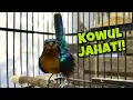 Download Lagu Burung Kolibri Wulung Gacor Full Isian Cocok Untuk Pancingan Kowul Lain Agar Langsung Bunyi