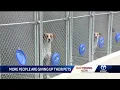 More people in Albuquerque are giving up their pets
