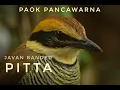 Download Lagu Female Javan Banded Pitta call, suara Paok Pancawarna betina