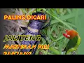 Download Lagu PALING DICARI | Suara Jangkrik JALITENG Jernih Keras | Cocok untuk Masteran Burung