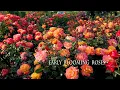 Download Lagu Early Blooming Roses at Keisei Rose Garden. 京成バラ園の早咲きのバラたち #rose #バラ #ばら #roses