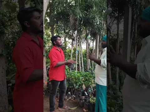 🥰💯பலாவில் இதுதான் தேங்காய் 🍗 பலாப்பழம் 🍋🍋 #பலா #jackfruit
