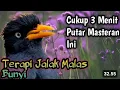 Download Lagu AWAS IKUT GACOR ‼️ MASTERAN JALAK KEBO GACOR terapi jalak malas bunyi