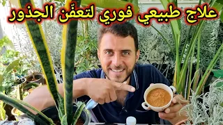                                                                             دندنها