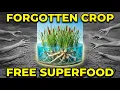 15 000 Calories Per Acre Edible In 30 Minutes Why Isn t This Plant Sold Anywhere