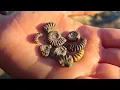 ALL THESE #ammonites from FIRST TIME #Fossil Hunt in Lyme Regis