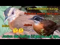 Download Lagu cara membedakan pelanduk semak topi hitam jantan dan betina..!!🐦🐦