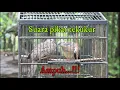Suara pikat tekukur 100℅ AMPUH.. PASTI DATANG