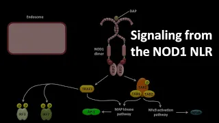 Download Signaling from the NOD1 NLR MP3