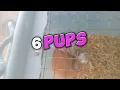 Little Pups - Teddy Bear Hamster