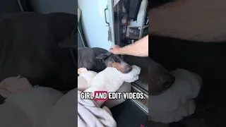 #Fyp #dream #doberman #pets #YouTube