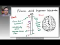All Things Folate Folinic Acid and Autism
