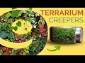 Download Lagu 9 Stunning Creeping \u0026 Climbing Plants for Small Terrariums
