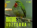 Bird Sounds in Mano de Oso - NATURE & Vozterra