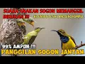 Download Lagu KOMBINASI SUARA ANAKAN SOGON DAN BETINA MEMANGGIL JANTAN suara pikat sogon paling amuh