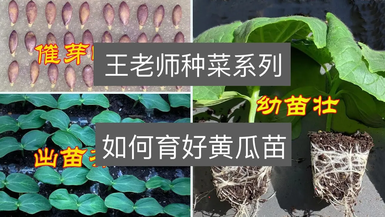 王老师种菜:如何育好黄瓜苗:催芽快,出苗齐,幼苗壮