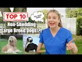 Top 10 Non-Shedding Dog Breeds you could get Dog Lovers 101