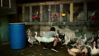 luis fonsi depasito ft daddy yankee