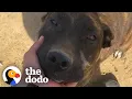 Woman Rescues Dog Left Tied Up In 100 Degree Heat | The Dodo