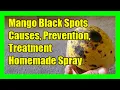 How to Prevent and Treat Black Spots on Mango Leaves Fruit Bacterial Fungal Diseases