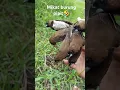 Download Lagu mikat burung emprit#shortvideo #birds #emprit.