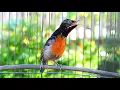 Download Lagu Ninja-kolibriehaken en het geluid van rommelend regenwater: watertherapie voor Conin-vogels