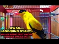 Download Lagu KICAU SUARA PANCINGAN KEPODANG EMAS GACOR Kepodang bahan dan kepodang malas bunyi IKUT GACOR