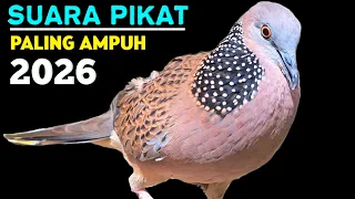 suara burung tekukur gacor khusus untuk pikat burung tekukur liar pasti langsung nyaut
