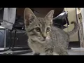 Pet Pals St Joseph Animal Shelter introduces playful kitten Gamestop