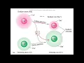 Anatomy and Physiology - Chapter 2 Chemical Basis of Life